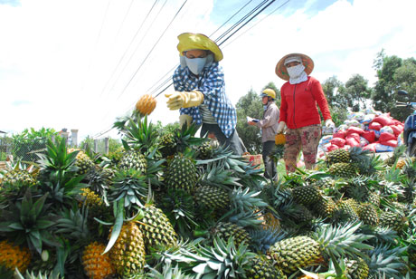Thu hoạch khóm. Ảnh: Nguyễn Sự