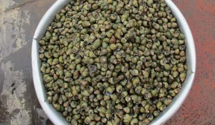 Ốc gạo Tân Phong
