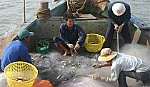 Xôn xao mùa cá đối
