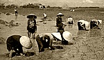 Chút tản mạn về vạn cấy ngày xưa