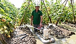 Hiệu quả của mô hình xen canh rau màu
