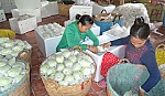 Chuyển hướng nông nghiệp vẫn là vấn đề cốt lõi