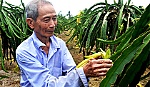 Vươn lên làm giàu từ cây thanh long