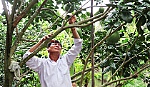 Làm giàu từ bưởi da xanh