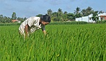 Nếp bè Chợ Gạo mất dần thương hiệu