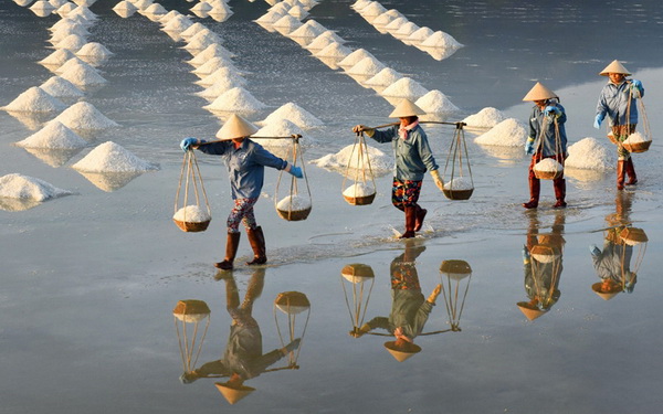  Thu hoạch muối - HCVJPS 2017 tại Ấn Độ - Tác giả Trần Phong. 