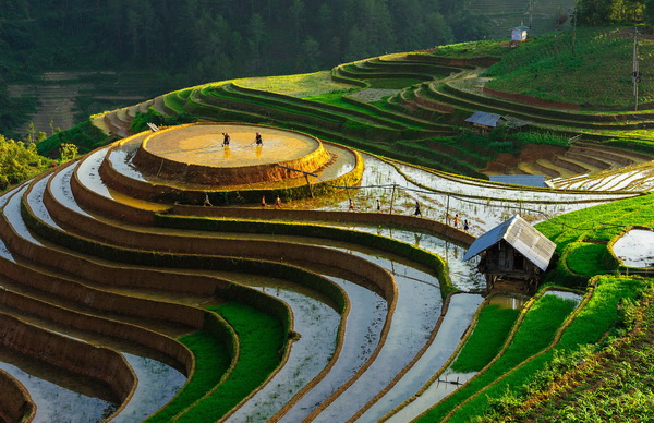Tác phẩm: Terraces in Mu Cang Chai 9 - Tác giả: Bùi Mai Thiện.