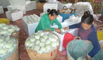 Chuyển hướng trong sản xuất nông nghiệp vẫn là vấn đề cốt lõi.