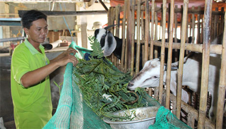 Chăn nuôi vẫn đang “lận đận”.
