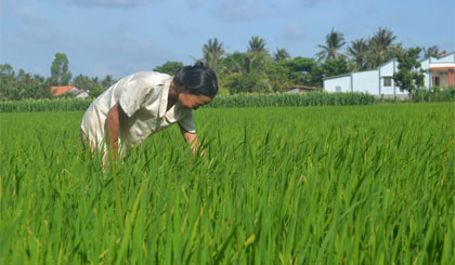Thu hoạch xong vụ nếp bè này, chị Lan cũng sẽ chuyển sang trồng thanh long.
