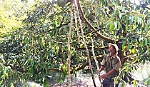 Nỗ lực làm giàu với cây sầu riêng