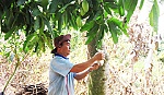 Làm giàu với đặc sản xoài cát Hòa Lộc