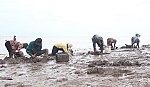 Mùa chem chép biển