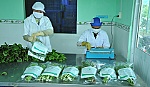 Đẩy mạnh phát triển kinh tế tập thể trong nông nghiệp, nông thôn