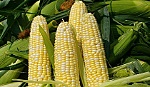 Ngô nội cần một cuộc cách mạng mới ?
