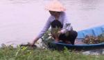 Hương sắc miệt vườn với rau nhút miền Tây