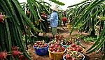 Thanh long vụ thuận: Trúng mùa, trúng giá