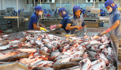 Một trong những công đoạn chế biến cá tra.