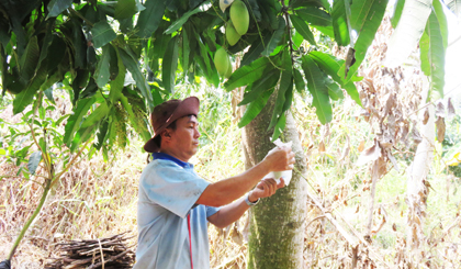 Anh Hoạch bao trái xoài cát Hòa Lộc.