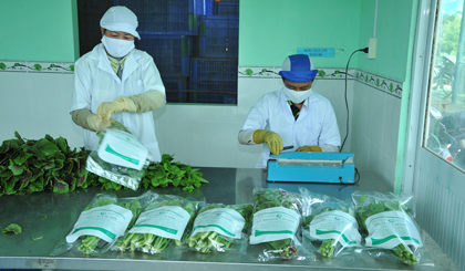 Quy trình đóng gói sản phẩm rau an toàn của HTX Rau an toàn Gò Công. 	Ảnh: CAO LẬP ĐỨC
