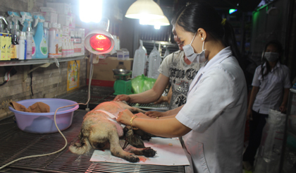 Dịch vụ chăm sóc sức khỏe thú cưng.