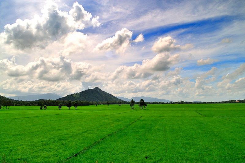 Cánh đồng Tịnh Biên, An Giang.