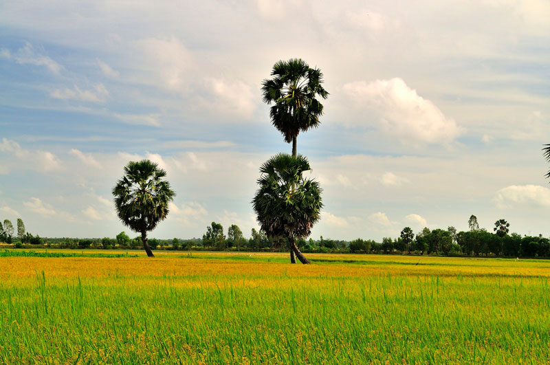 Cánh đồng Tri Tôn, An Giang với đặc trưng là cây thốt nốt.