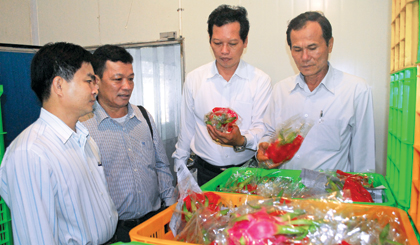 HĐND tỉnh tham quan, giám sát hoạt động của HTX Thanh long Mỹ Tịnh An.		 Ảnh: NGUYỄN SỰ