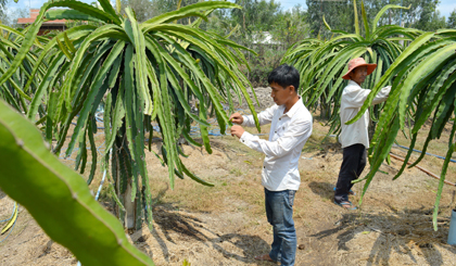 Cây thanh long đang phát triển mạnh ở xã Đồng Sơn. Ảnh: NGÔ TÔNG