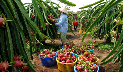 Thu hoạch thanh long.                                                                                                                                                                                                                                                                                                                                                                Ảnh: CAO LẬP ĐỨC