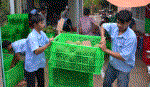 Liên kết tiêu thụ bưởi da xanh