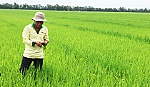 Làm giàu với cây lúa