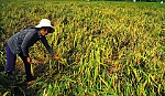 Nhiều diện tích lúa bị lem lép hạt do mưa dầm