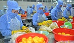 Bàn về chuyện liên kết sản xuất và tiêu thụ sản phẩm