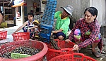 Rộn ràng mùa ốc cau
