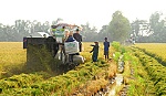 Giá lúa giảm, thị trường gạo vẫn khởi sắc