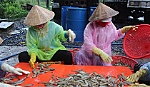 Tân Phú Đông: Nuôi tôm được mùa, được giá