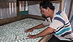 Nuôi vịt trời không lo đầu ra