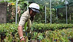 Nhu cầu cao, nhiều loại  cây giống tăng giá