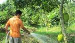 Mít Thái siêu sớm tăng giá mạnh