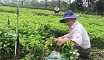 Xóa đói, thoát nghèo từ trồng rau diếp cá