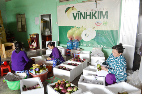 Mô hình sản xuất của HTX Vú sữa Lò Rèn Vĩnh Kim từng được kỳ vọng nhưng vẫn chưa mang lại hiệu quả cao.