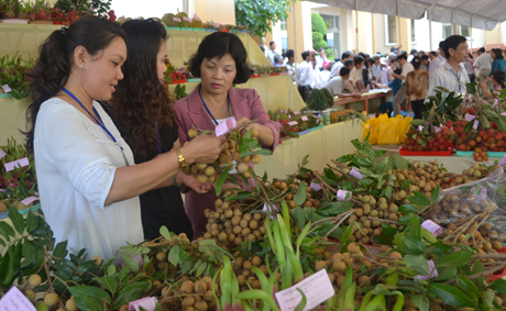 Cơ hội mở tra cho trái cây Tiền Giang.