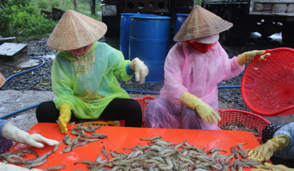 Năm nay, việc nuôi tôm gặp thuận lợi.