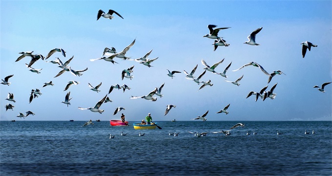  Giải Ba: Tác phẩm: Mùa chim biển - Tác giả:  Huỳnh Trọng Lan