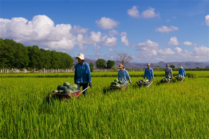  Giải Khuyến khích: Tác phẩm: Thu hoạch dưa - Tác giả: Trịnh Văn Minh