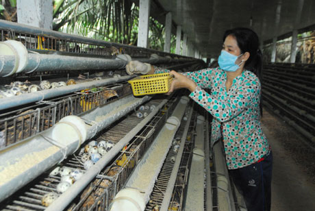 Thu gom trứng cút tại trang trại nuôi chim cút Trần Nguyễn Hồ.