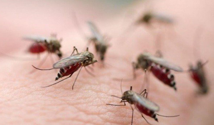 Muỗi vằn Aedes aegypti chính là trung gian truyền bệnh sốt xuất huyết.