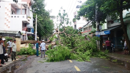 Cây phượng ngã vắt ngang đường Học Lạc