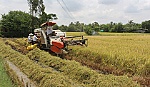 Tất bật xuống giống lúa thu đông